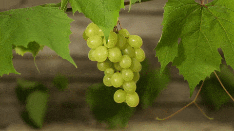 Protection of wine grapes